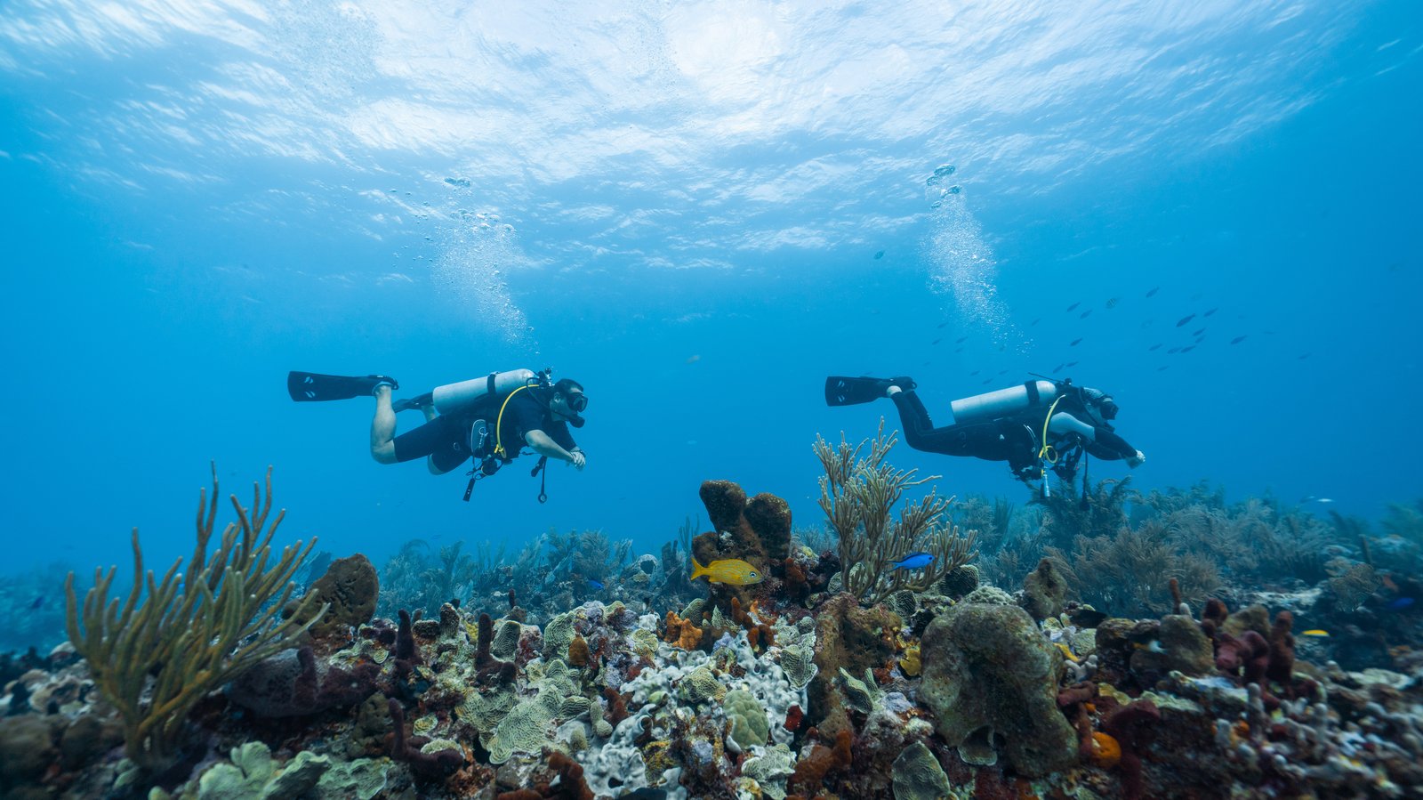 Scuba Diving in Cozumel: Dive Sites, Season, Operators, and How to Get There