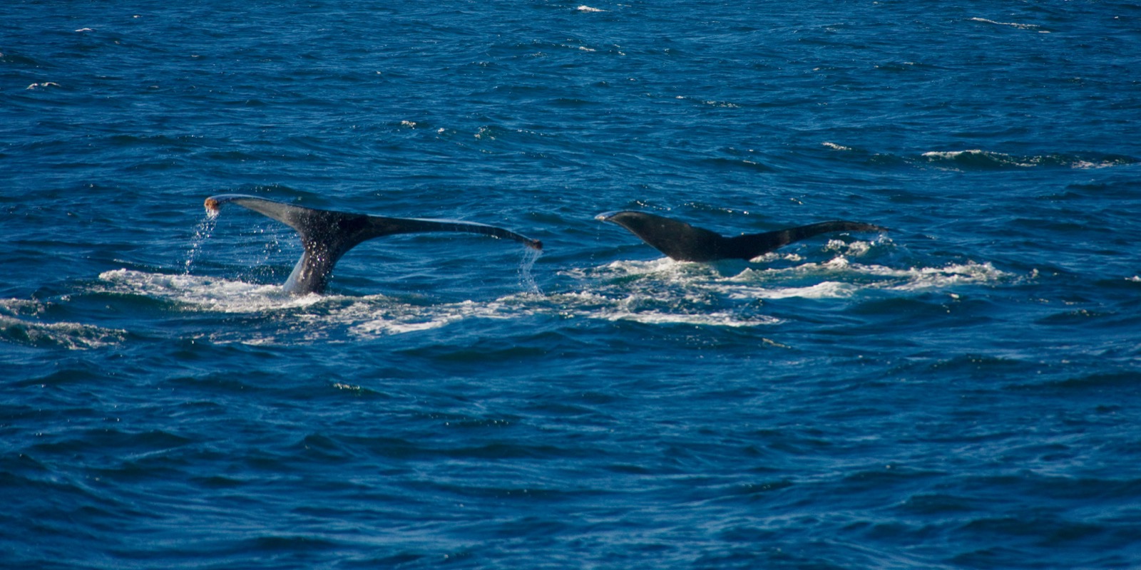 Bahía Magdalena (avistamiento de ballenas)