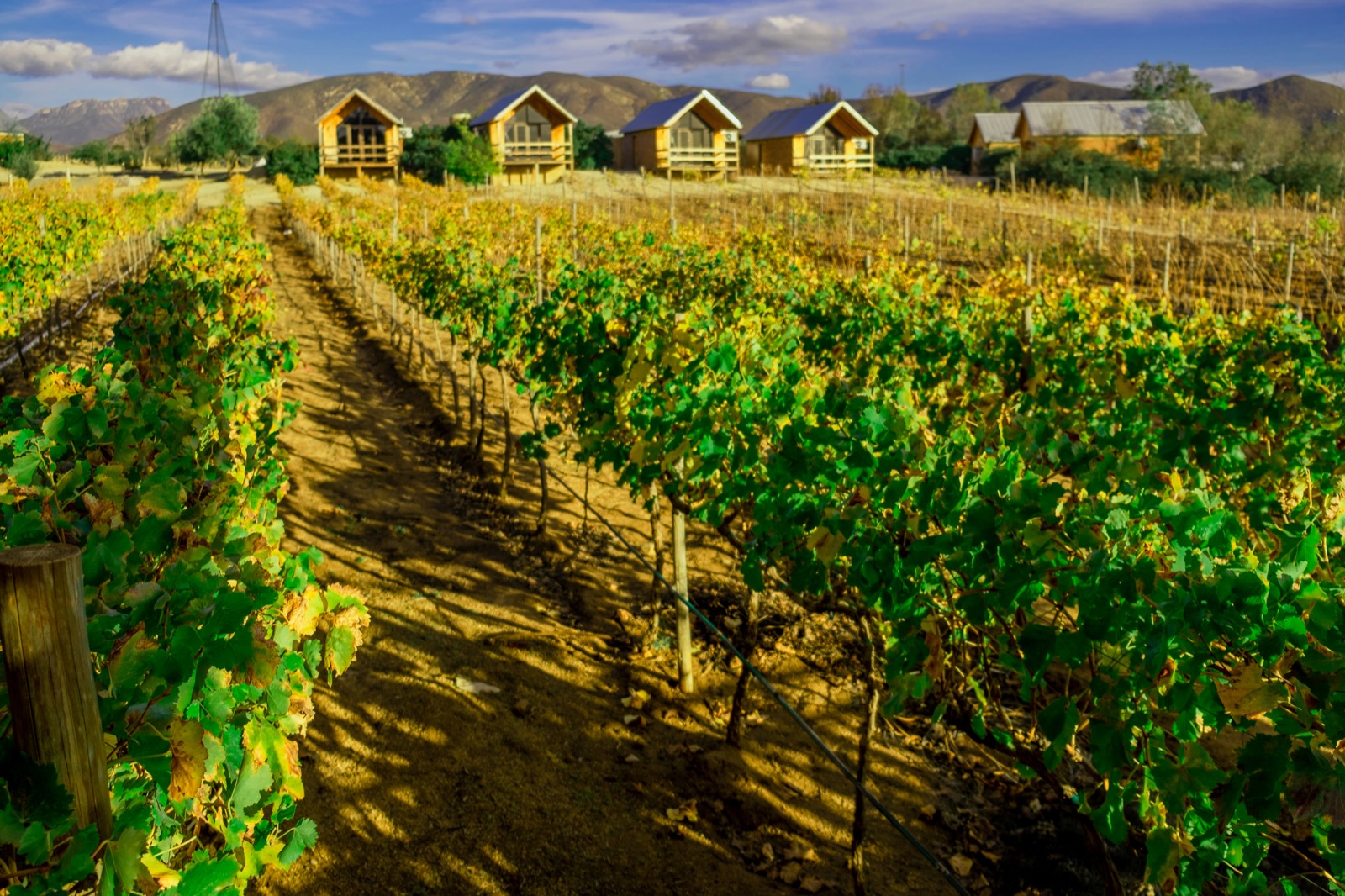 Valle de Guadalupe
