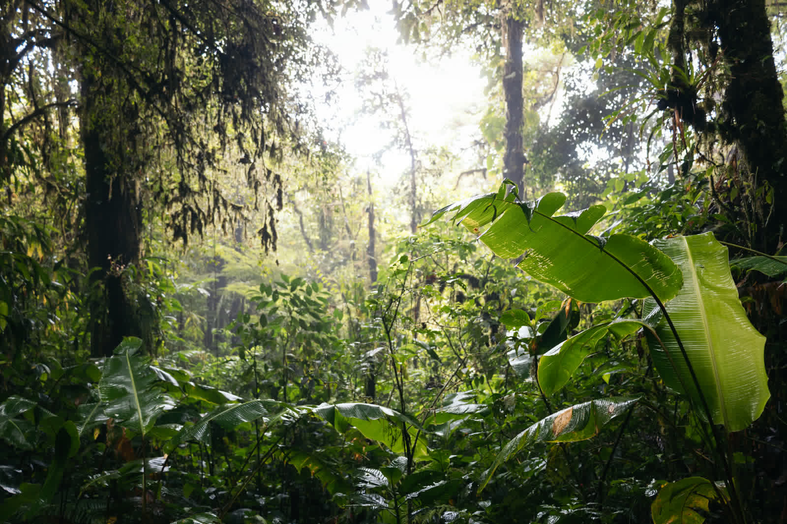Selva Lacandona