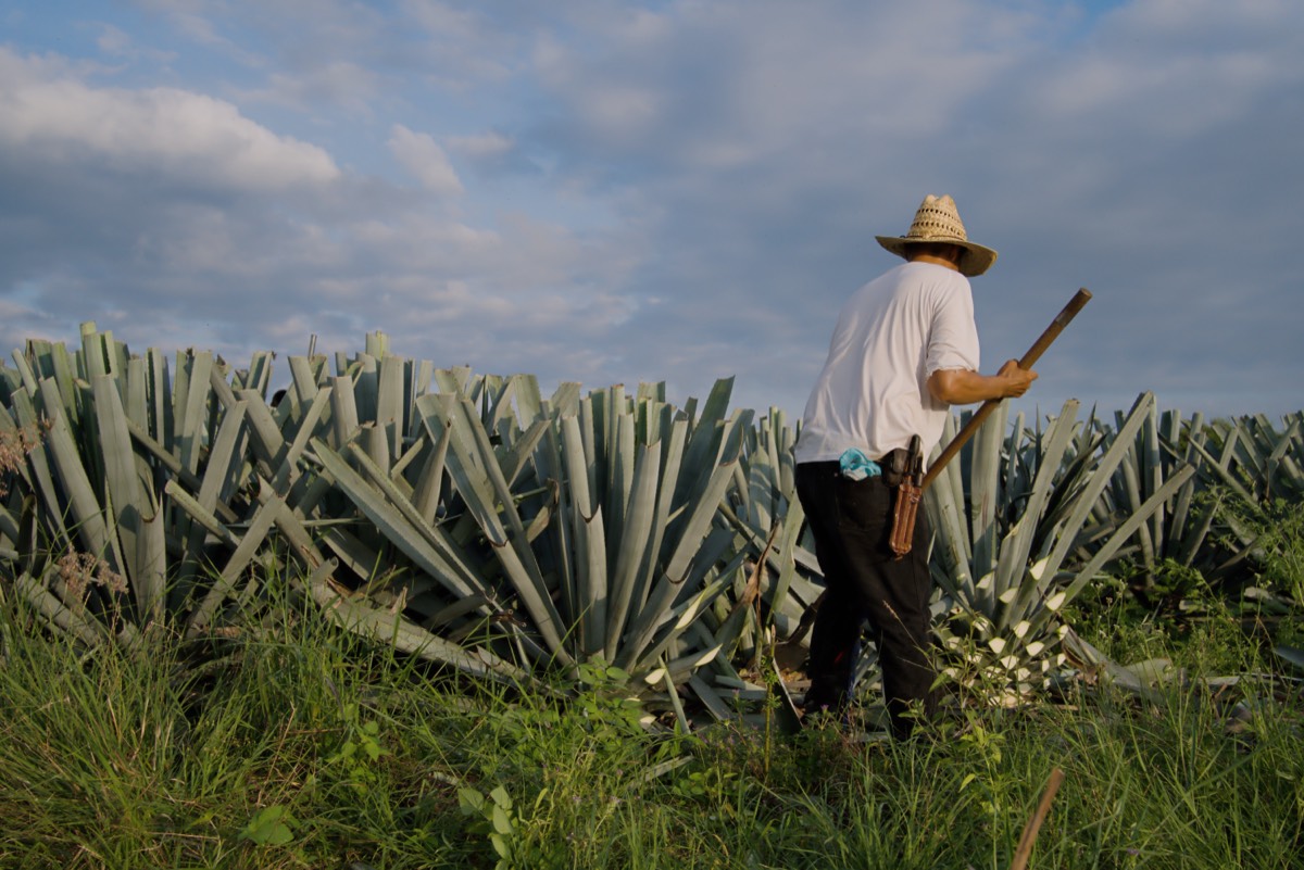 Tequila (pueblo mágico)