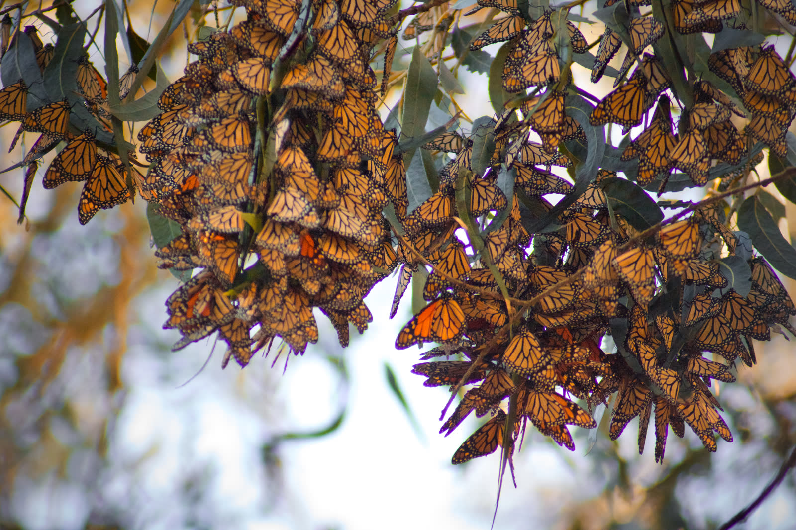 Santuario de la Mariposa Monarca