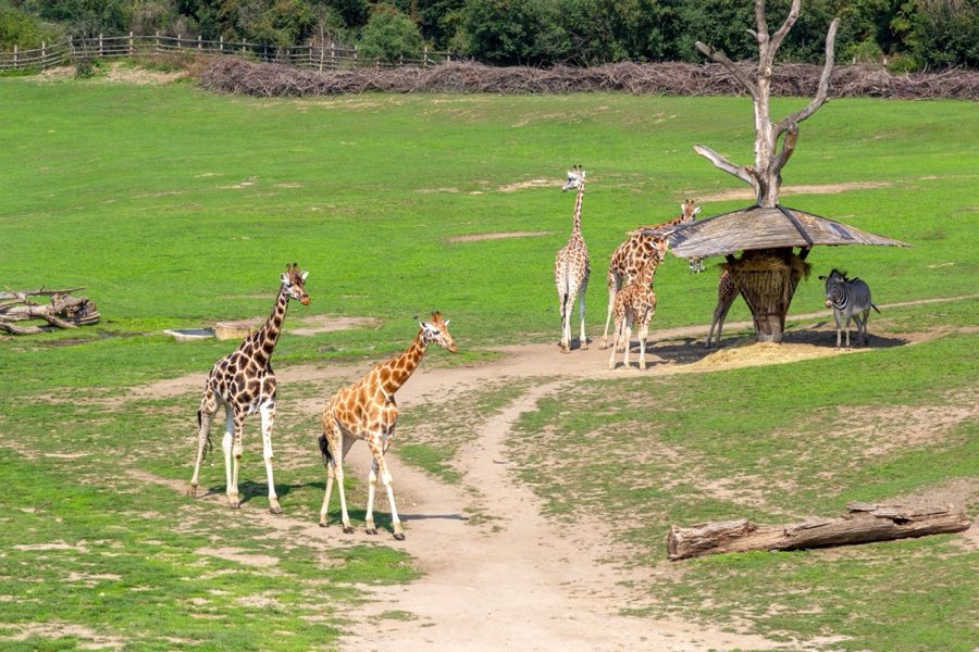 Africam Safari